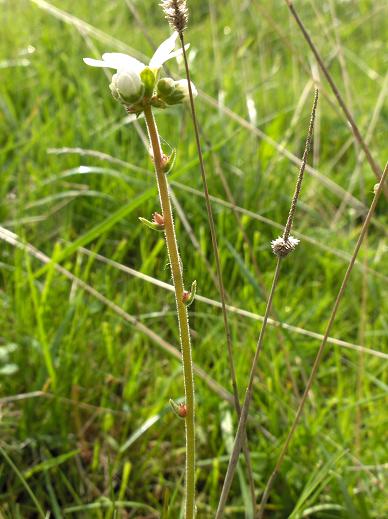 Saxifraga bulbifera